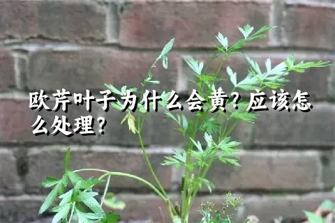 欧芹叶子为什么会黄？应该怎么处理？