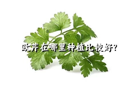 欧芹在哪里种植比较好？