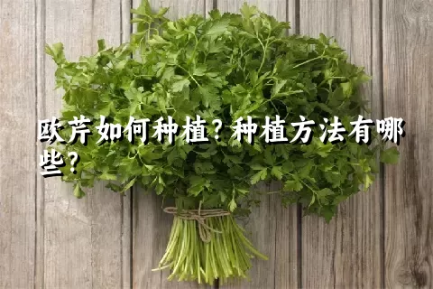 欧芹如何种植？种植方法有哪些？