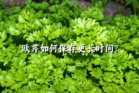 欧芹如何保存更长时间？