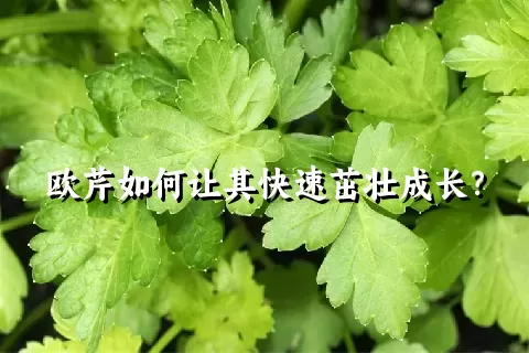 欧芹如何让其快速茁壮成长？