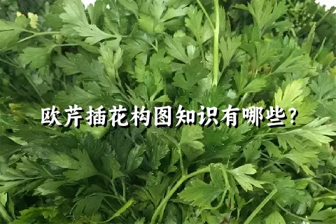 欧芹插花构图知识有哪些？