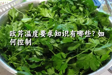 欧芹温度要求知识有哪些？如何控制