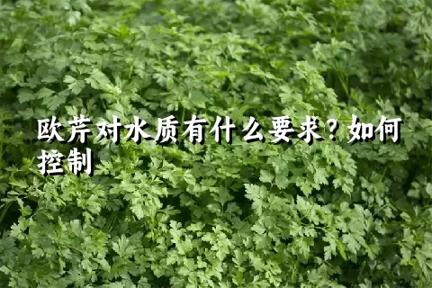 欧芹对水质有什么要求？如何控制