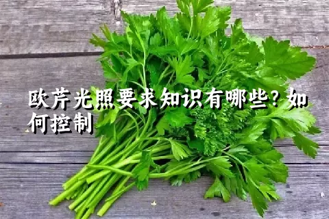 欧芹光照要求知识有哪些？如何控制