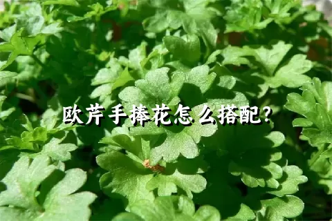 欧芹手捧花怎么搭配？