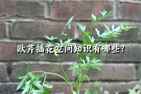 欧芹插花空间知识有哪些？