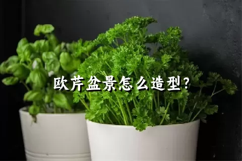 欧芹盆景怎么造型？