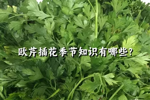 欧芹插花季节知识有哪些？