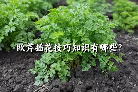 欧芹插花技巧知识有哪些？