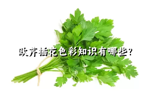 欧芹插花色彩知识有哪些？