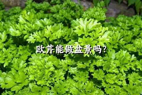 欧芹能做盆景吗？