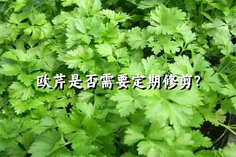 欧芹是否需要定期修剪？