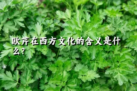 欧芹在西方文化的含义是什么？