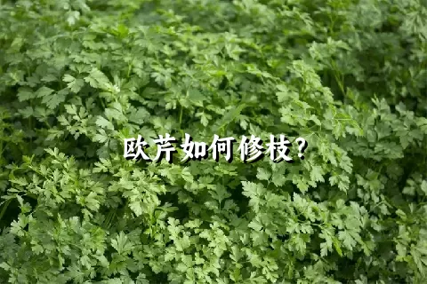 欧芹如何修枝？