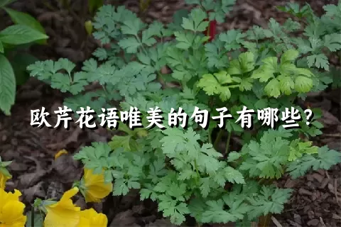 欧芹花语唯美的句子有哪些？