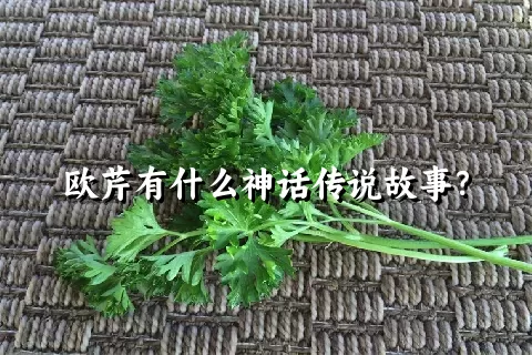 欧芹有什么神话传说故事？