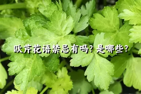 欧芹花语禁忌有吗？是哪些？