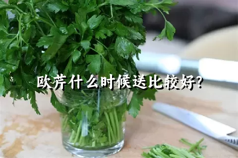 欧芹什么时候送比较好？