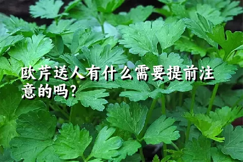 欧芹送人有什么需要提前注意的吗？