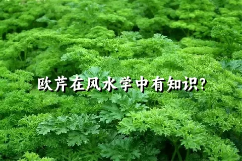 欧芹在风水学中有知识？