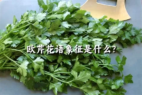 欧芹花语象征是什么？