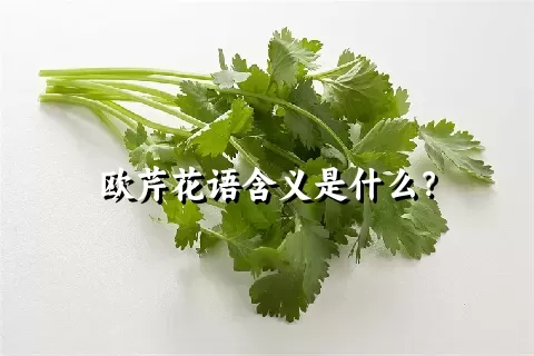 欧芹花语含义是什么？