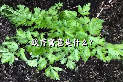 欧芹寓意是什么？