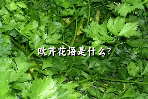 欧芹花语是什么？