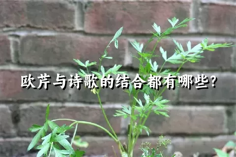 欧芹与诗歌的结合都有哪些？