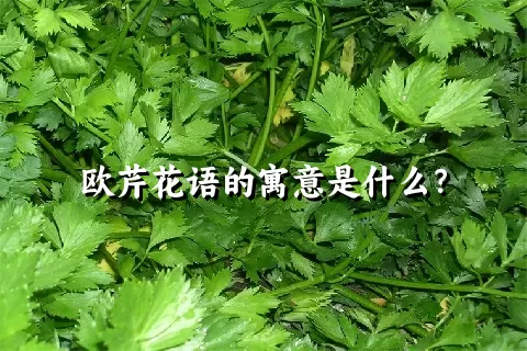 欧芹花语的寓意是什么？