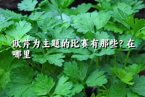 欧芹为主题的比赛有那些？在哪里