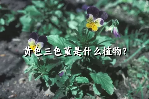 黄色三色堇是什么植物？