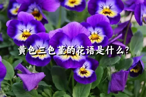 黄色三色堇的花语是什么？