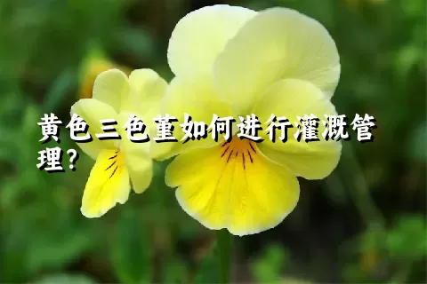 黄色三色堇如何进行灌溉管理？