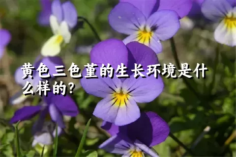 黄色三色堇的生长环境是什么样的？