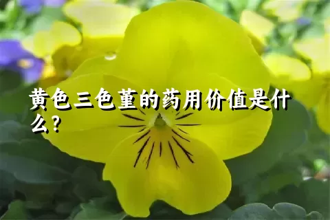 黄色三色堇的药用价值是什么？