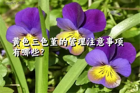 黄色三色堇的管理注意事项有哪些？