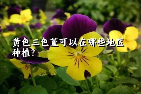 黄色三色堇可以在哪些地区种植？