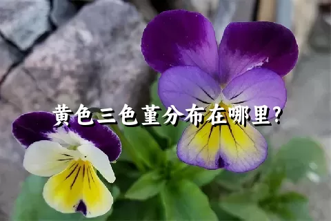 黄色三色堇分布在哪里?