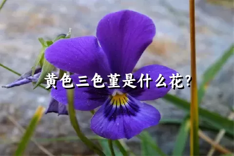 黄色三色堇是什么花？