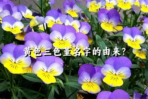 黄色三色堇名字的由来？