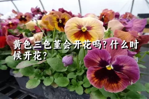 黄色三色堇会开花吗？什么时候开花？