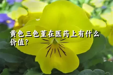 黄色三色堇在医药上有什么价值？