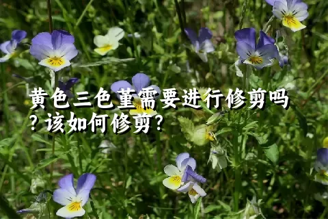 黄色三色堇需要进行修剪吗？该如何修剪？