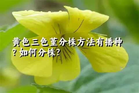 黄色三色堇分株方法有播种？如何分株？