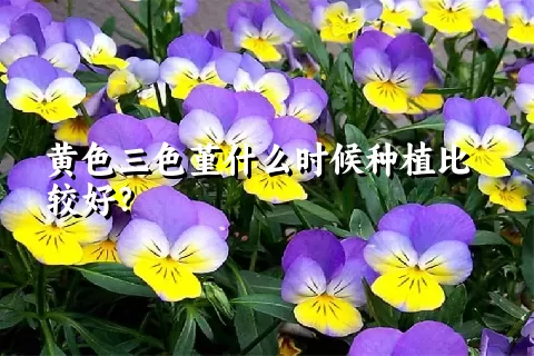 黄色三色堇什么时候种植比较好？