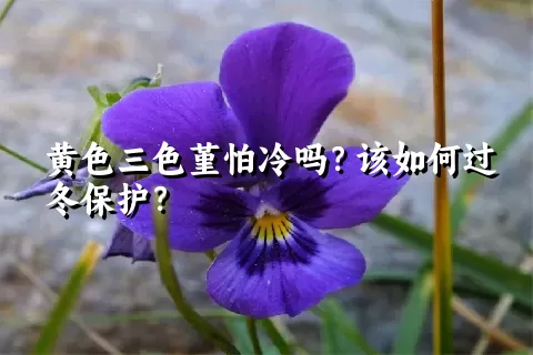 黄色三色堇怕冷吗？该如何过冬保护？