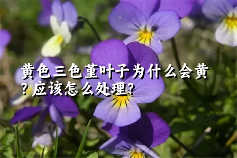 黄色三色堇叶子为什么会黄？应该怎么处理？