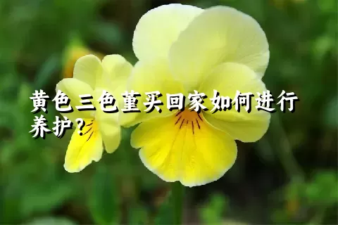 黄色三色堇买回家如何进行养护？